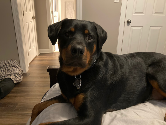 Bruno, a large male Rescue Rottweiler