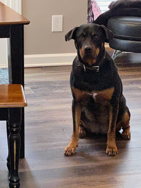 Rosie, a medium sized female Rottweiler
